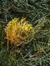 Grevillea Yamba Sunshine