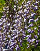 Wisteria floribunda Kuchi-beni