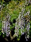 Wisteria floribunda Kuchi-beni