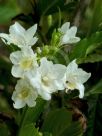 Weigela florida Alba