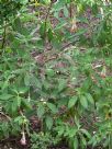 Fuchsia boliviana Alba