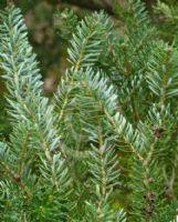 Abies koreana Silberlocke