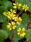 Farfugium japonicum