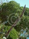 Agave americana Variegata