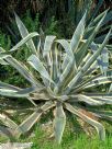 Agave americana Variegata