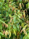 Syzygium glenum
