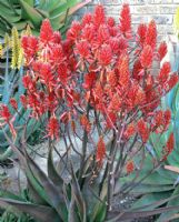 Aloe Ruby Blaze