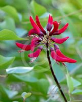 Erythrina bidwillii Blakei