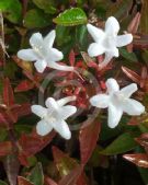 Abelia grandiflora dwarf