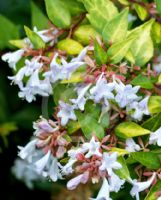 Abelia grandiflora Gold Spot Group