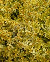 Abelia grandiflora Kaleidoscope