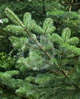 Abies mariesii