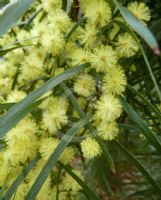 Acacia cognata Copper Cascade