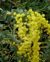 Acacia pravissima Golden Carpet