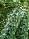 Acacia pravissima Golden Carpet