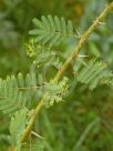 Vachellia sieberiana