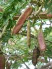 Vachellia sieberiana