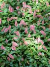 Acalypha herzogiana Pink Candles