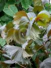 Acalypha wilkesiana Moorea