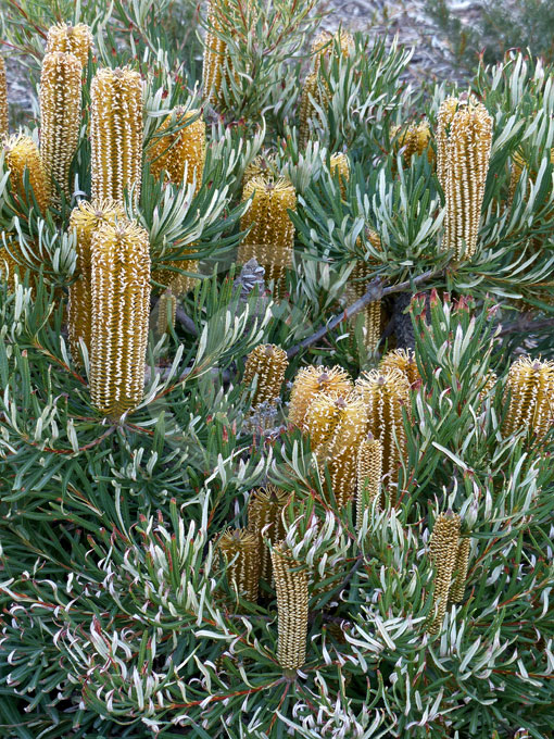 Banksia spinulosa Golden Candles Golden Candles Banksia information