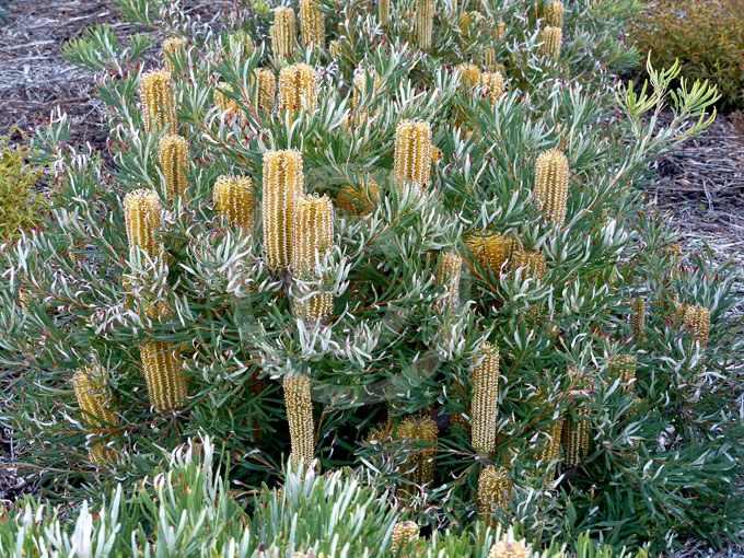 Banksia spinulosa Golden Candles Golden Candles Banksia information