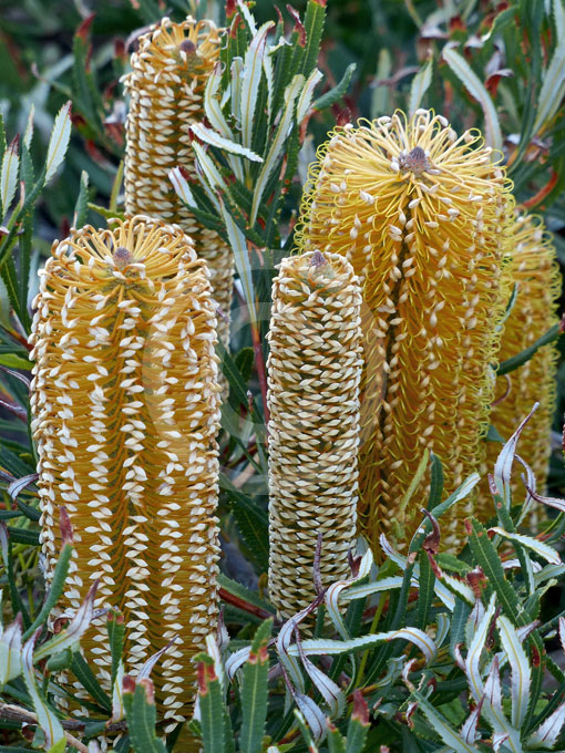 Banksia spinulosa Golden Candles Golden Candles Banksia information