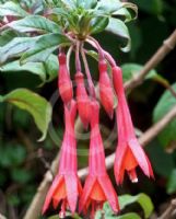 Fuchsia Fanfare