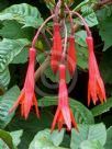 Fuchsia Fanfare