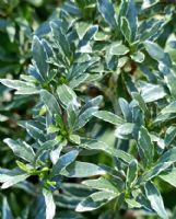 Gardenia jasminoides Radicans Variegata