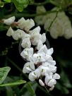 Hardenbergia comptoniana White Lace