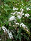 Hardenbergia comptoniana White Lace