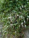 Hardenbergia comptoniana White Lace