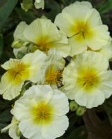 Helianthemum Snow Queen