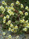 Helianthemum Snow Queen
