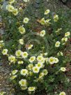 Helianthemum Snow Queen
