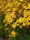 Helianthus angustifolius