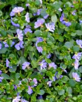 Scaevola microphylla