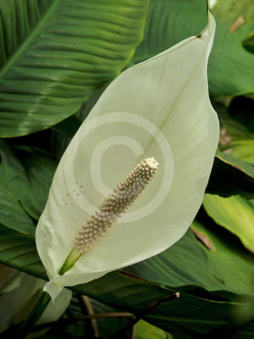 Spathiphyllum Mauna Loa Mauna Loa Peace Lily information & photos