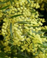 Acacia cognata Mini Cog