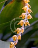 Dendrochilum pangasinanense