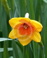 Narcissus Division 2 Rondel