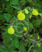 Calceolaria tripartita