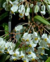 Begonia peltata