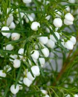 Boronia heterophylla Moonglow