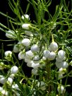 Boronia heterophylla Moonglow