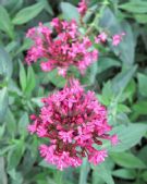 Centranthus ruber coccineus