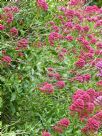 Centranthus ruber coccineus