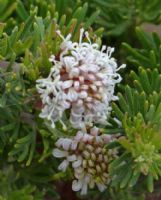 Grevillea crithmifolia prostrate