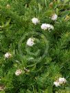 Grevillea crithmifolia prostrate