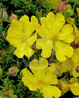 Hibbertia Sun Drops